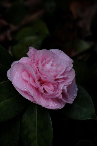 A pink sasanqua blossom with many raindrops on it