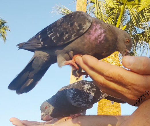 a pigeon in each hand eating