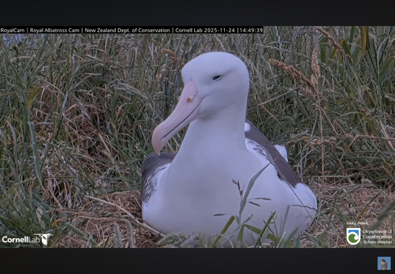 Very large Northern Royal female albatross bird, all white except what can be seen of her black wings, sitting on her grassy nest incubating her egg. Her dark eyes are half closed and she looks very content & pleased with herself. Her long bill, normally yellow, is now a pale pinkish color, which change occurs during mating, incubation & caring for the hatchling.