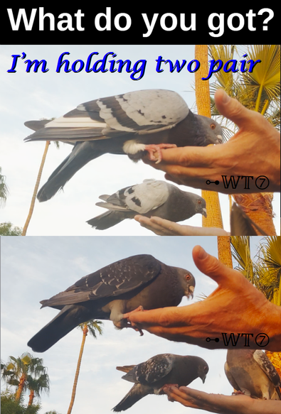 "What do you got?"
"I'm holding two pair"
below are two photos, in each photo there are a pair of similarly colored pigeons in my hands
~WT7