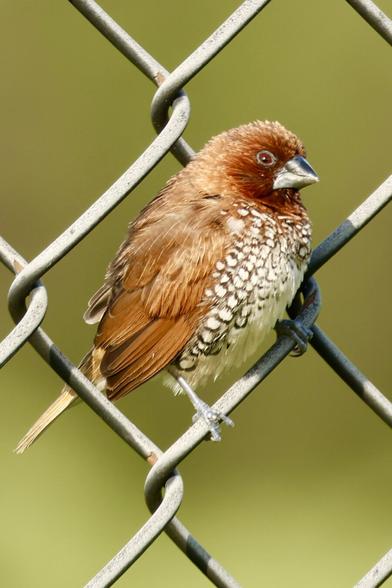 a bird the color of cinnamon and sugar perches on a chain-link fence.