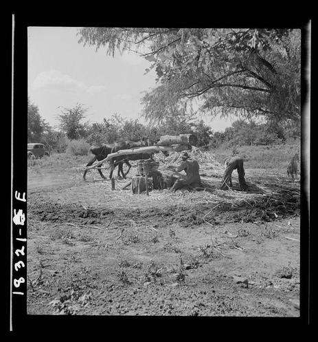 A black and white photograph depicts a rural scene where several people are engaged in manual labor outdoors. They appear to be processing logs with the aid of an ox, which is lying on its side behind them, suggesting it may have been used for pulling or carrying heavy loads. The individuals seem focused on their tasks amidst scattered debris and dirt-covered ground.

In the background, there's a hint of greenery from trees along with other vegetation, giving context to this setting as being in an open field. In the far left corner stands what seems like part of an old vehicle, possibly indicating that transportation for goods or workers arrived at this site using such means during earlier times. The overall atmosphere is one of hard work and community effort.

The image bears a timestamp "1932" with additional text "S 4 E", likely standing for the photographer's signature or initials. This could indicate Dorothea Lange, known for her significant contributions to documenting life in America during the Great Depression through photography. The photograph captures an aspect of agricultural and rural labor practices which were prevalent at that time.

Further context is provided by a caption stating "Pressing cane for sorghum", suggesting this scene depicts individuals pressing or processing sugarcane into juice, with references indicating proximity to New Carthage, Mississippi, hinting towards the historical practice in th [...]