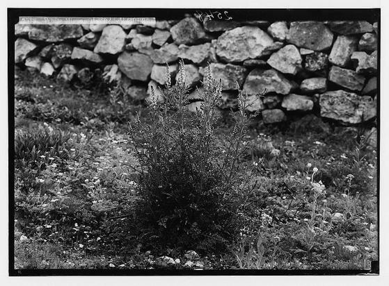 The image is a black and white photograph depicting tall, flowering plants with elongated spikes. These flowers are set against the backdrop of dense foliage that includes various wildflowers such as small daisies or buttercups (possibly Ranunculus species) scattered throughout. In the background stands an old stone wall composed of irregularly shaped stones stacked together without mortar binding them. The photograph captures a natural, rural setting with no visible human presence. It is labeled "Wild flowers of Palestine," suggesting that these plants are native to or found in Palestinian regions during approximately 1900-1920s.