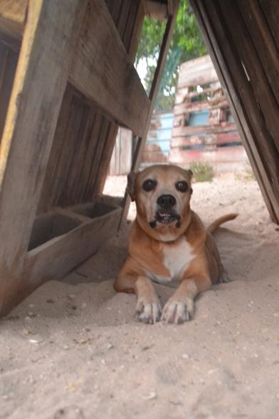 Medium-close shot of a brown dog with white markings on their chest and paws lying down in the sand facing the camera directly, oriented towards the camera. They are under a "pup tent" formed by two shipping palettes leaned against each other at the top, forming a long, narrow space that accentuates the feeling of looking through a tunnel. Their upper lip is stuck on a tooth, giving them an involuntary snarl as they stare directly into the camera, which is being held at dog level.