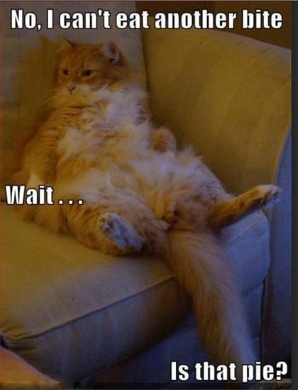 Photo of a very chubby orange cat, laying on its back with one front paw over its stomach-- posed like a human who has eaten too much. Meme text reads:

"No, I can't eat another bite.

Wait... Is that pie?"