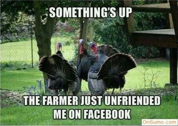 Photo of some large turkeys on a farm, all facing one another. Meme text reads, "Something's up... The farmer just unfriended me on Facebook."