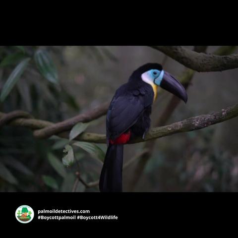 Colourful tree-dwellers Channel-billed Toucans are #Amazon #icons in #Brazil 🇧🇷#Venezuela 🇻🇪 #Colombia 🇨🇴 Threats include #PalmOil 🌴🔥#Soy #Meat 🥩🔥and #GoldMining 🥇🔥 Help them survive when you #BoycottPalmOil 🌴☠️🧐⛔️ #BoycottGold #Boycott4Wildlife https://palmoildetectives.com/2021/08/02/channel-billed-toucan-ramphastos-vitellinus/?utm_source=mastodon&utm_medium=Palm+Oil+Detectives&utm_campaign=publer