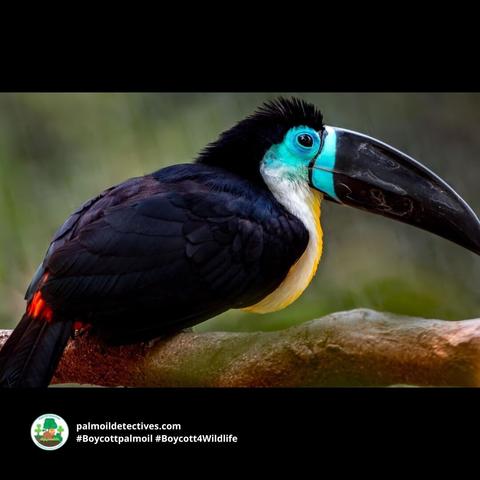 Colourful tree-dwellers Channel-billed Toucans are #Amazon #icons in #Brazil 🇧🇷#Venezuela 🇻🇪 #Colombia 🇨🇴 Threats include #PalmOil 🌴🔥#Soy #Meat 🥩🔥and #GoldMining 🥇🔥 Help them survive when you #BoycottPalmOil 🌴☠️🧐⛔️ #BoycottGold #Boycott4Wildlife https://palmoildetectives.com/2021/08/02/channel-billed-toucan-ramphastos-vitellinus/?utm_source=mastodon&utm_medium=Palm+Oil+Detectives&utm_campaign=publer