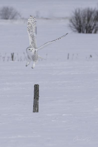 Le harfang des neiges, maître des plaines hivernales, déploie ses ailes dans un ballet silencieux.