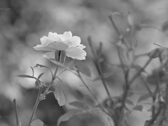 Rose, black and white, photo