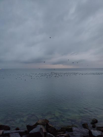 Blick von Romanshorn Hafen Richtung Osten über den Bodensee, graue Wolkendecke, in der Bildmitte etwas Rosa, das andere Ufer verschwunden, grünlich blaues, ruhiges Wasser, in der Mitte die Leuchtturmdalbe, ein Schwarm Wasservögel in der Mitte und rechts auf dem Wasser, einzelne fliegen vorbei, im Vordergrund Steinblöcke der Uferbefestigung im klaren Wasser