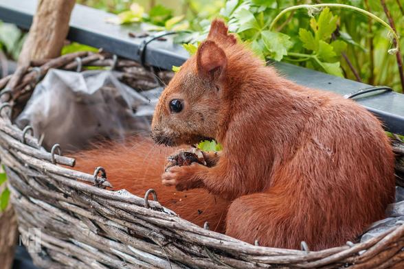 Ein Eichhörnchen sitzt mit einer Haselnuss in den Pfoten in einem Blumenkasten.