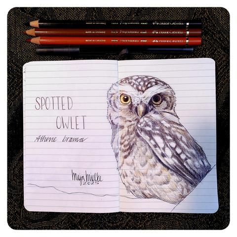 Photo of the drawing of a Spotted owlet on the page of a ruled A6 Moleskine notebook. Next to the drawing the text "SPOTTED OWLET Athene brama" and the signature of the artist.