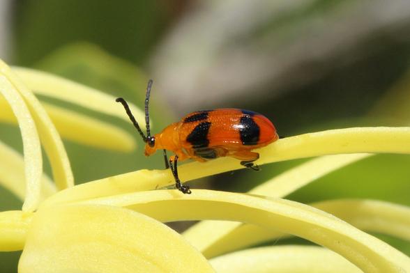 Orange beetle with black spots and black antennae, standing on a yellow flower