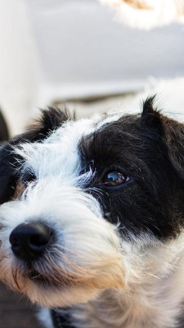 Nahaufnahme des Gesichts eines schwarz-weißen Foxterriers.