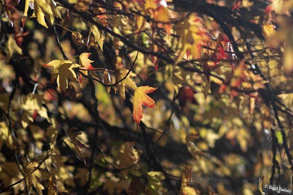 A yellow autumn leaf with burnt red tips, surrounded by other autumn leaves.