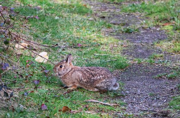 A photograph of a wild rabbit in its natural habitat, resting on a patch of grass beside a dirt path. The rabbit, with its brown and grey fur, is crouched low to the ground, facing slightly to the left. Its ears are upright, and it appears alert. The surrounding area is a mix of green grass, scattered leaves, and twigs, with a hint of bare soil on the path. The background features sparse vegetation and a few fallen branches.