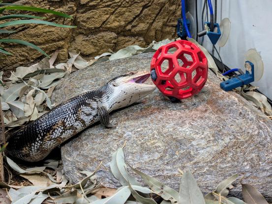 Photo of a Hol-ee Roller dog toy on a flat stone, with some blueberries stuck in some of the holes. A blue tongue skink is reaching for the ball with its mouth.