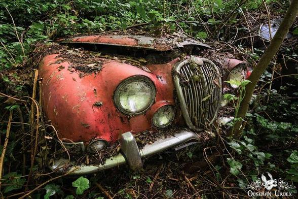 This image shows a decaying, red vintage Jaguar, overgrown with vegetation. The car sits amongst the trees and plants