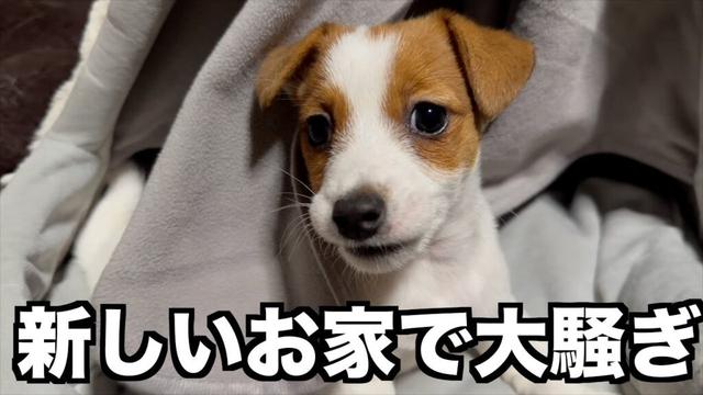 【ジャックラッセルテリア】新しい家で大暴れする子犬ちゃん【にくきゅう】