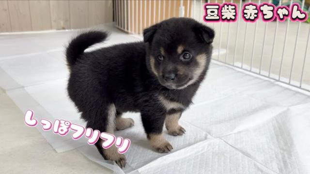 【豆柴犬】”癒し”尻尾ブンブン♪ぺったんこ♪な赤ちゃんと、大人わんこの遊び方【子犬と癒し】まめしば亭ブログvlog
