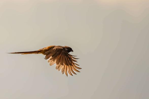 A Speckled Mousebird captured mid-flight with wings fully spread. The feathers catch the sunlight, creating a warm glow as the bird glides across a smooth, pale sky.