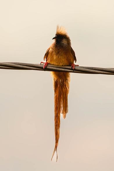 A Speckled Mousebird perched on an overhead cable against a soft beige sky. It has a brown body, a pointed crest, and an extremely long tail that hangs straight down, glowing warm in the morning light.