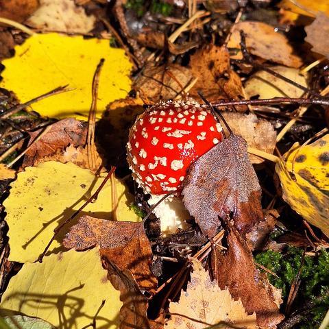 Ein Fliegenpilz wächst durch das Herbstlaub dunkelrot leuchtend mit den typischen weißen Flöckchen auf der Haube. 
Im Vordergrund ist das Laub in verschiedenen Gelb- und Brauntönen, das grüne Moos, dünne braune Zweige und hellbraune Kiefernnadeln scharf und klar erkennbar. Weiter hinten ist es unscharf und leicht verschwommen. Die Sonne scheint und bringt die Farben zum Leuchten.