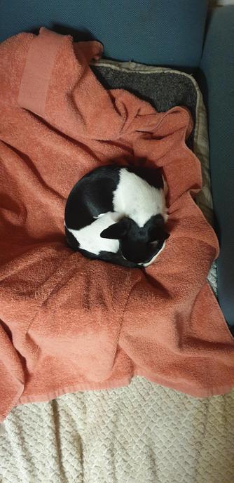 Niki in the morning before going to the vet