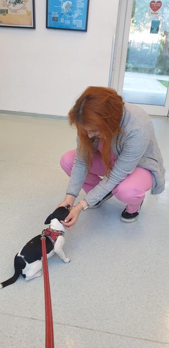 Niki arriving at the vet for the operation of the left back knee appointed for today in the afternoon