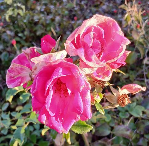 soleil matin
dans le parterre
3 roses roses rescapées du givre
en gros plan
les pétales extérieurs aux bords brulés ont pris la couleur des sachets de thé
tandis que les cœurs ont gardé encore leur tendresse
une quatrième déjà n'offre plus au regard que ses sépales entourant des étamines fanées