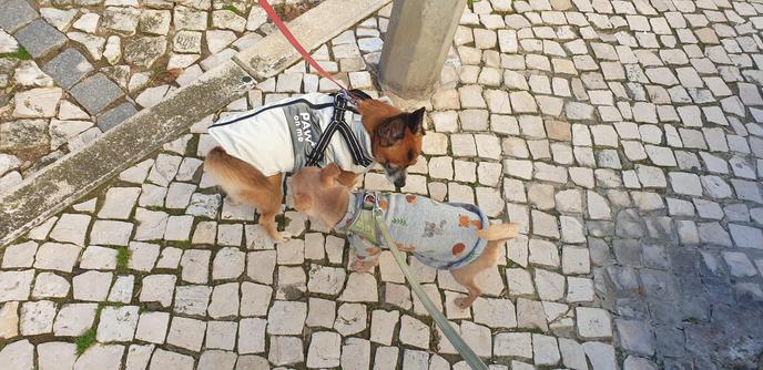 so i went to walk nico in the morning after delivering niki to the vet, meeting common friends like pipoca