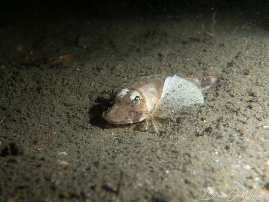 A tiny sea robin in the sand. You can see the small feet-like fins that let them walk around on the bottom.