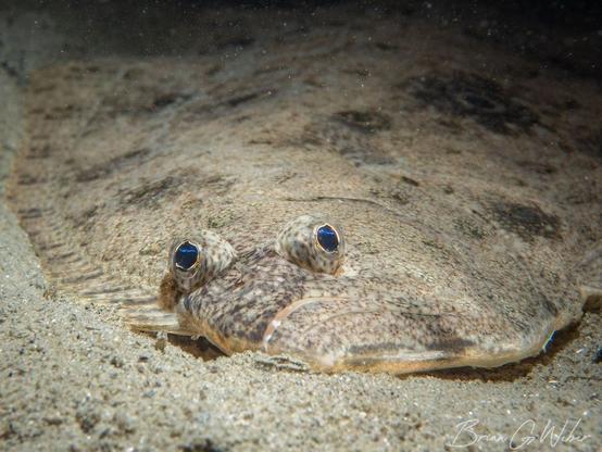 Summer flounder are abundant at Fort Wetherill