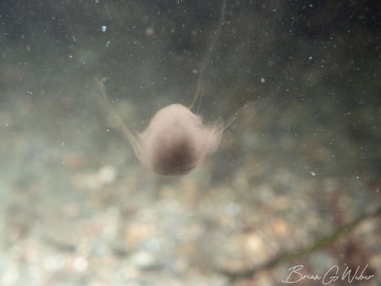 Squid ink left behind in the water column in the shape of a squid