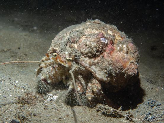 These softball sized hermit crabs are all over the cove at Fort Wetherill sifting through the silt for their next meal.