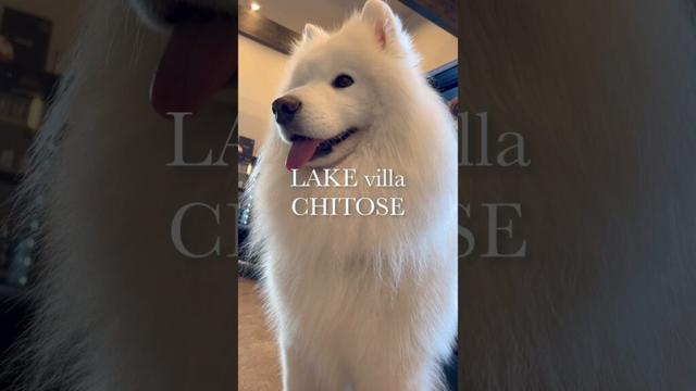 ルームツアーをするサモエドが可愛すぎた…！ #サモエド #samoyed #生きたぬいぐるみ