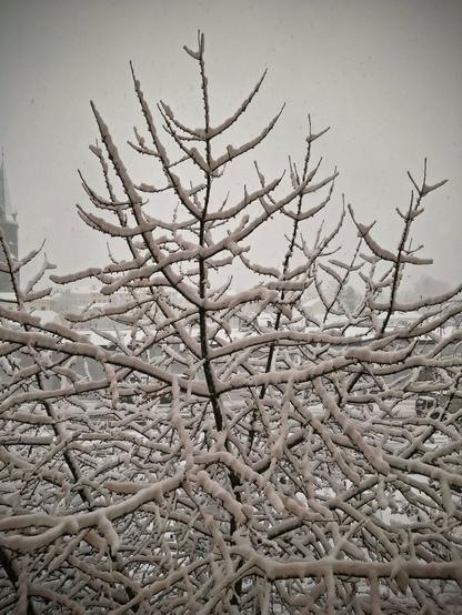 Snow on a tree