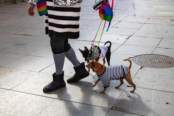 A photo of two small dogs and their owner, all wearing black and white outfits. On the left is a woman in a black and white striped skirt, long black and white stockings, and black boots, photographed up to her waist. She carries a small, brightly colored bag and a brightly colored small hat in her other hand. Two small dogs are walking on leashes to her right. The front dog is brown and wearing a black and white striped T-shirt, while the other is black with a black and white sweater and a white skirt. Their little tails curl cheerfully upward. On and background of gray tiles