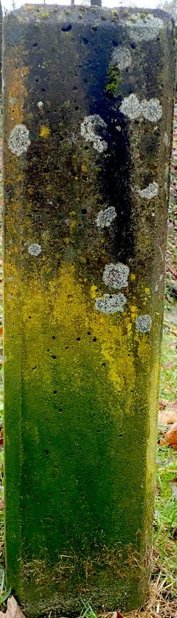 schmaler hoher ausschnitt zeigt einen beton-pfosten ohne zaun, eine stele. auf dem beton haben sich unterschiedliche algen und flechten angesiedelt, so dass ein interessanter farbverlauf entsteht: ganz unten zuerst ein tiefes sattes algen-grün, das auf halber höhe fließend in einen schmalen streifen gelber flächendeckender flechte übergeht. darüber kommt das grau des betons zum vorschein, durchsetzt von einem senkrechten schwarzen streifen, wohl auch flechten, und einzelnen flecken hell grüngrauer flechte.