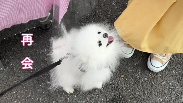 半年ぶりに大好きな人に再会したポメラニアン