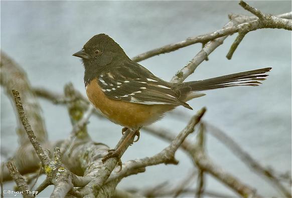 A larger sparrow with a dark head and upper body, including wings.  The eye is visible and brown.  There are white spots on the wings.  The chest and underbelly is rufous.  This is a Spotted Towhee, a Western Sparrow.