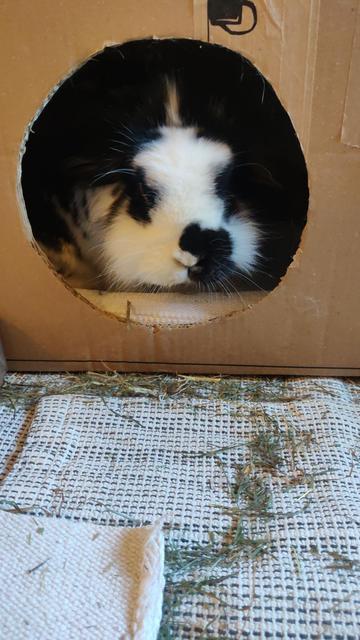 A black-and-white bunny sits inside a dark cardboard carton and looks out through a rund hole in the front. In front of the carton are rugs and hay on them

Ein schwarz-weißes Kaninchen sitzt in einem dunklen Pappkarton und schaut durch ein rundes Loch vorne raus. Vor dem Karton liegt verstreut Heu auf Teppichen.