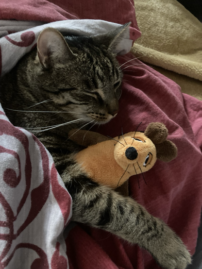 Lucky cat rolled in bed sheets with die Maus