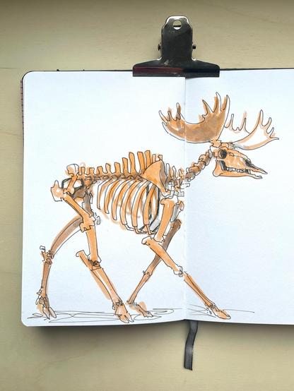 An open sketchbook with a 2 coloured sketch of a moose skeleton.
