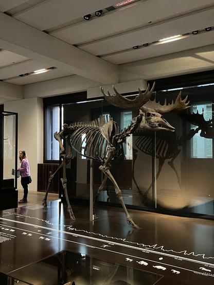 The moose sketeton in a Berlin museum.