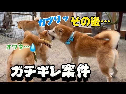 オワタ。。。陽キャ柴犬がキレる姉柴犬の顔にかぶりついた結果、予想と違う反応に心が温かくなりました