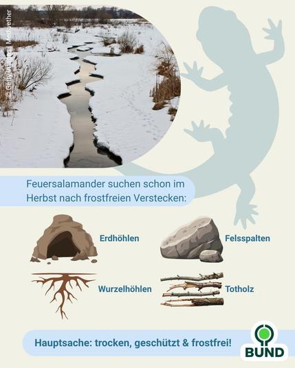 Winterlandschaft mit Bach und kahler Vegetation. Illustration eines Salamanders und einer Liste typischer Winterverstecke wie Erdhöhlen, Felsspalten und Totholz. Betonung auf trockene, geschützte und frostfreie Bedingungen.