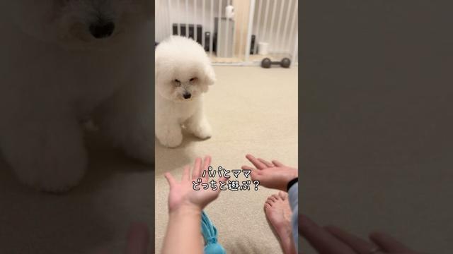 この迷い方、愛おしすぎる…🥰【ビションフリーゼ】【コパン】