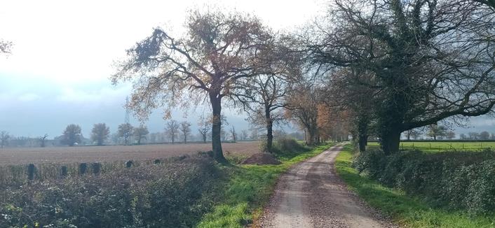 Le chemin entre un pré et un champ. Quelques arbres le long